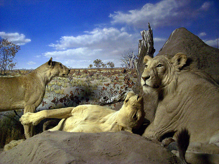 leonesdisecados.jpg