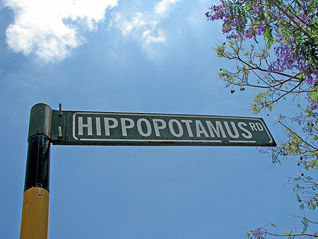 hippopotamusrd.jpg